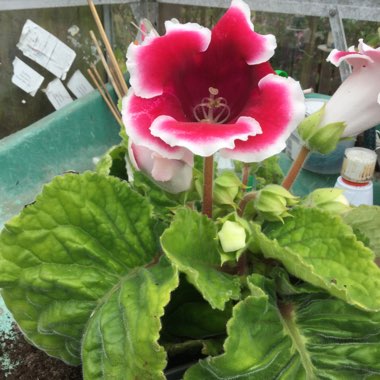 Gloxinia