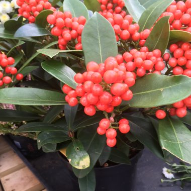 Skimmia japonica 'Temptation'