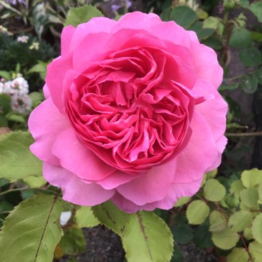 Rosa 'Ausbord' syn. Rosa 'Gertrude Jekyll'