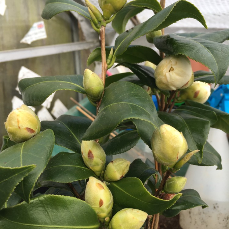 Plant image Camellia japonica 'Brushfield's Yellow'