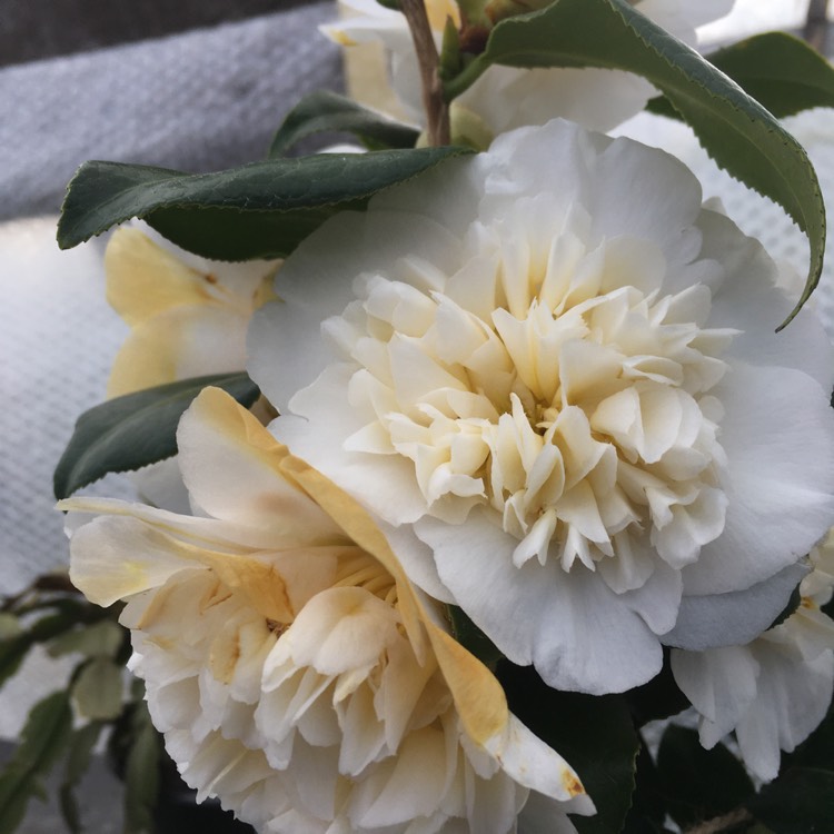 Plant image Camellia japonica 'Brushfield's Yellow'