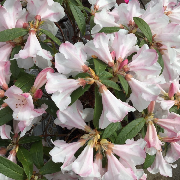 Plant image Rhododendron 'Tinkerbird'