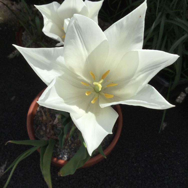 Plant image Tulipa 'White Triumphator'