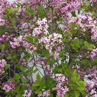 Syringa meyeri 'Palibin' syn. Syringa palibiniana