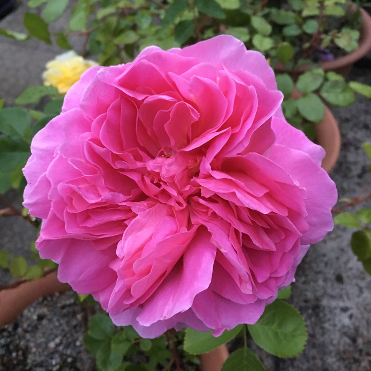 Plant image Rosa 'Ausmerchant' syn. Rosa 'Princess Alexandra of Kent'