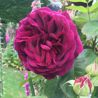 Rosa 'Deep Secret' syn. Rosa 'Mildred Scheel'