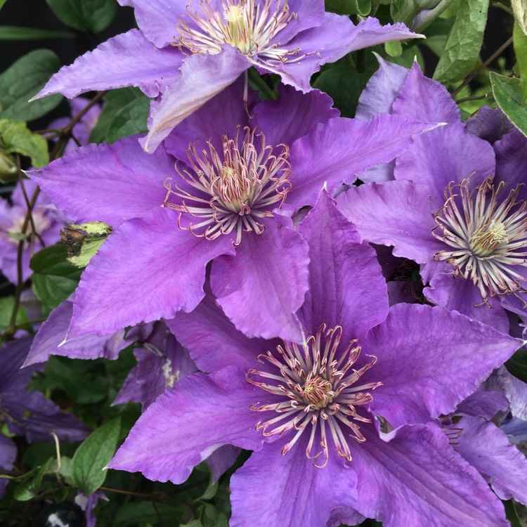 Plant image Clematis 'Bijou'