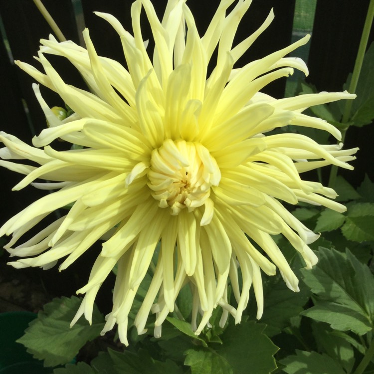 Plant image Dahlia 'Yellow Star'