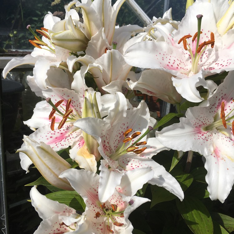 Plant image Lilium 'Muscadet'