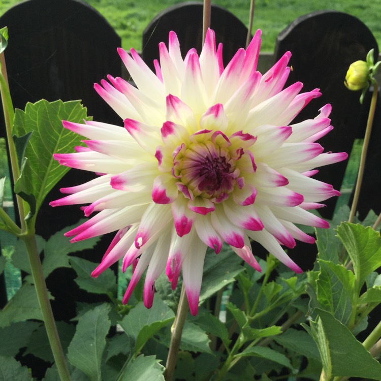 Plant image Dahlia 'Badger Twinkle'