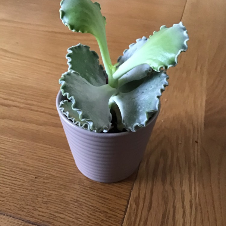 Plant image Cotyledon Orbiculata var. Orbiculata Variegata