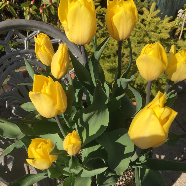 Plant image Tulipa 'Yokohama'