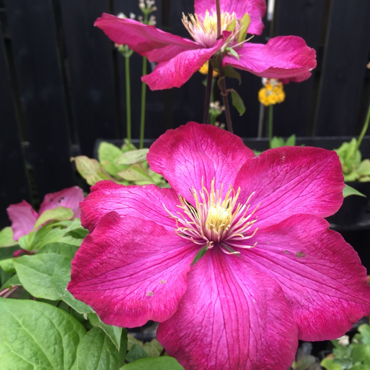 Plant image Clematis 'Niobe'