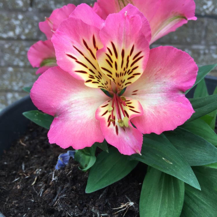 Plant image Alstroemeria 'Tesshine' (Inticancha Series) syn. Alstroemeria 'Inticancha Sunshine'