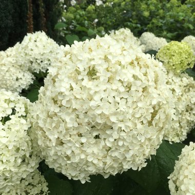 Hydrangea paniculata 'Grandiflora'