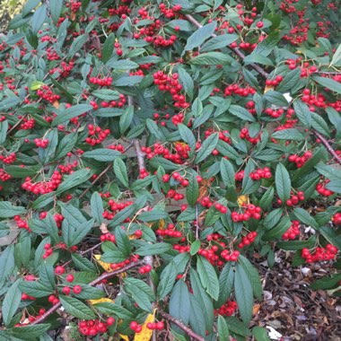 Cotoneaster