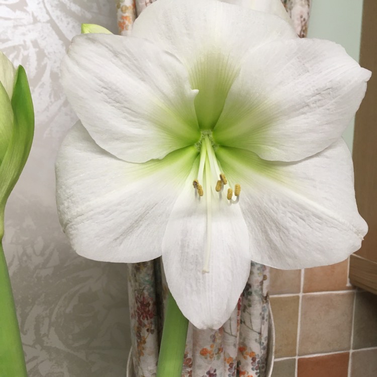 Plant image Hippeastrum 'Snow White'