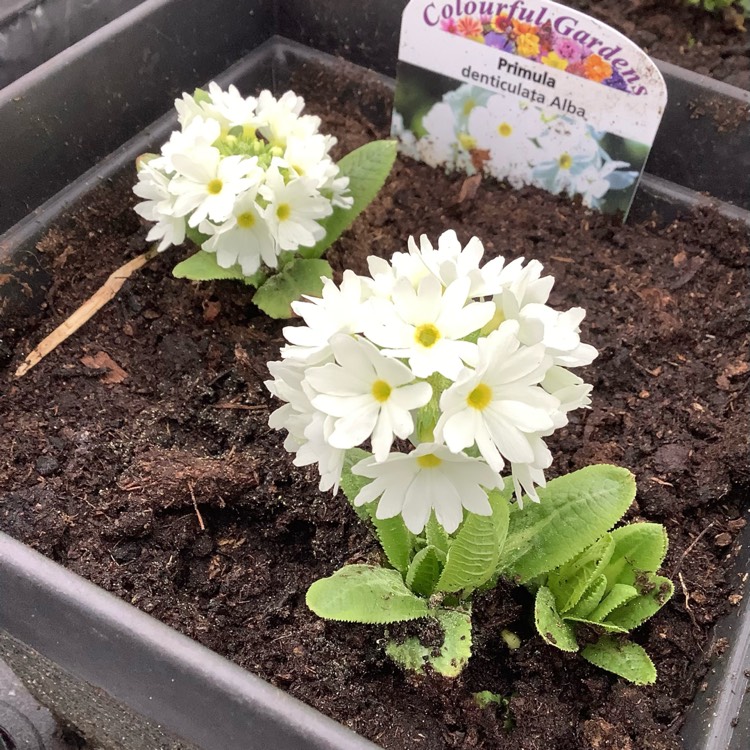 Plant image Primula denticulata 'Alba'