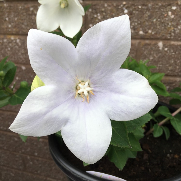 Plant image Platycodon grandiflorus 'Astra White' (Astra Series) syn. Campanula grandiflora 'Astra White'