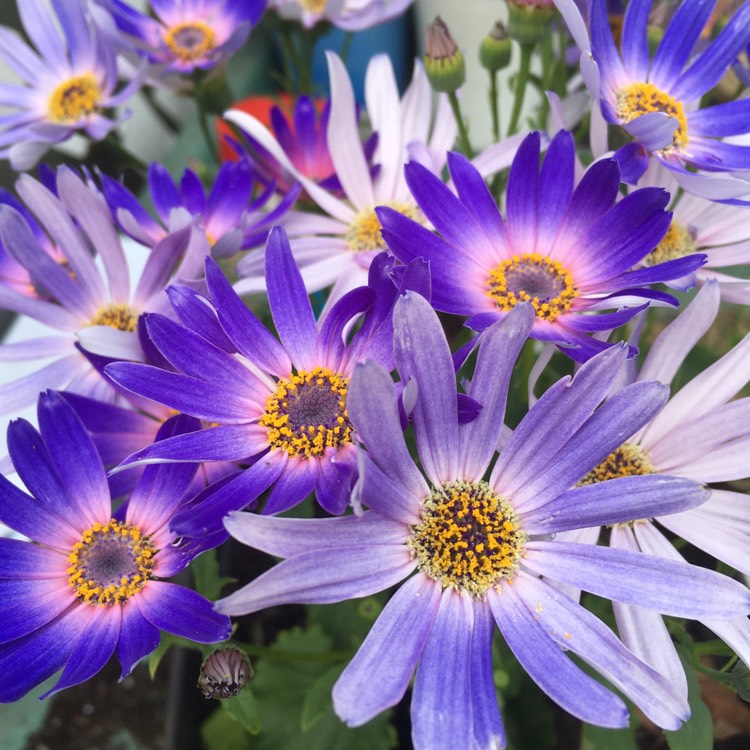 Plant image Pericallis x hybrida 'Sunseneraibu' (Senetti Series) syn. Pericallis 'Senetti Lavender'