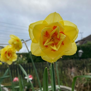 Daffodil 'Tahiti' (Double)