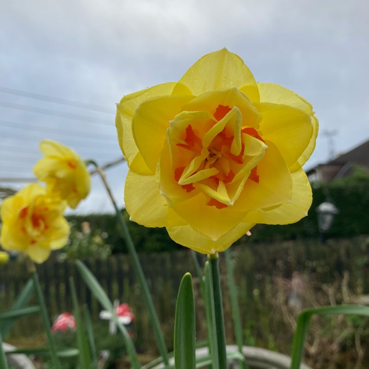 Plant image Narcissus 'Tahiti'