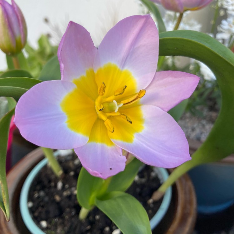 Plant image Tulipa saxatilis (Bakeri Group) 'Lilac Wonder'