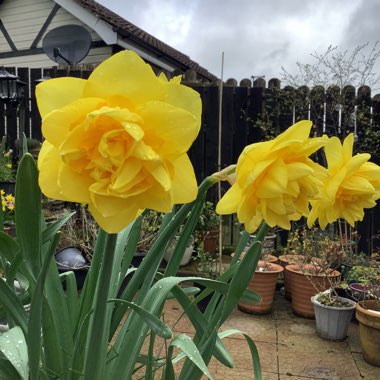 Daffodil