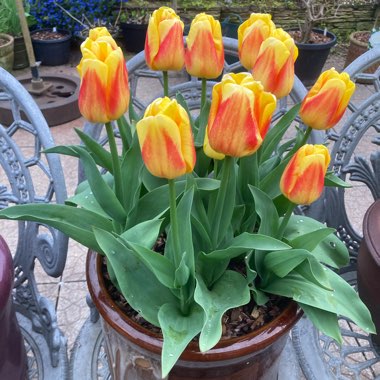 Tulipa