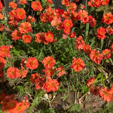 Geum