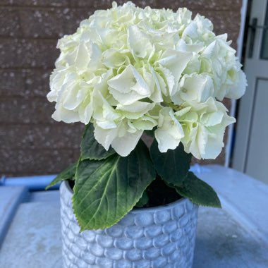 Hydrangea