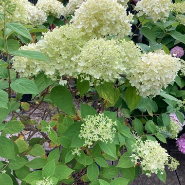 Hydrangea paniculata 'Limelight'