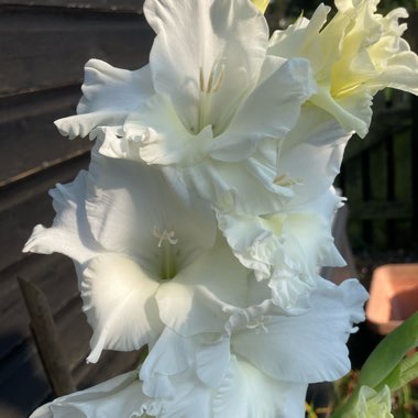 Gladioli