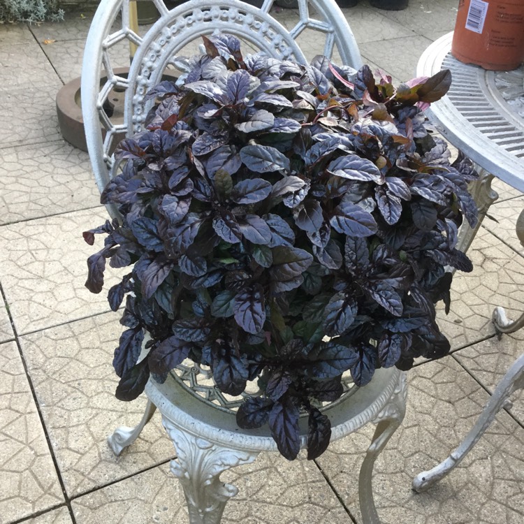 Plant image Ajuga reptans 'Multicolor' syn. Ajuga reptans 'Rainbow'