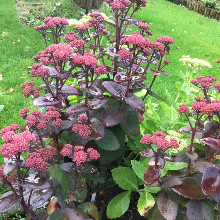 Plant image Sedum 'Jose Aubergine'