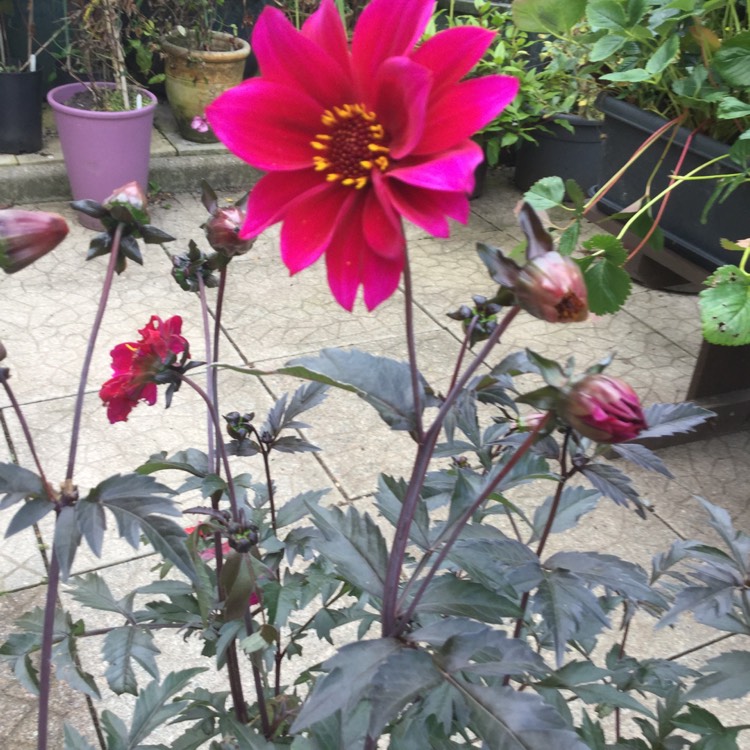 Plant image Dahlia 'Bishop of Canterbury'