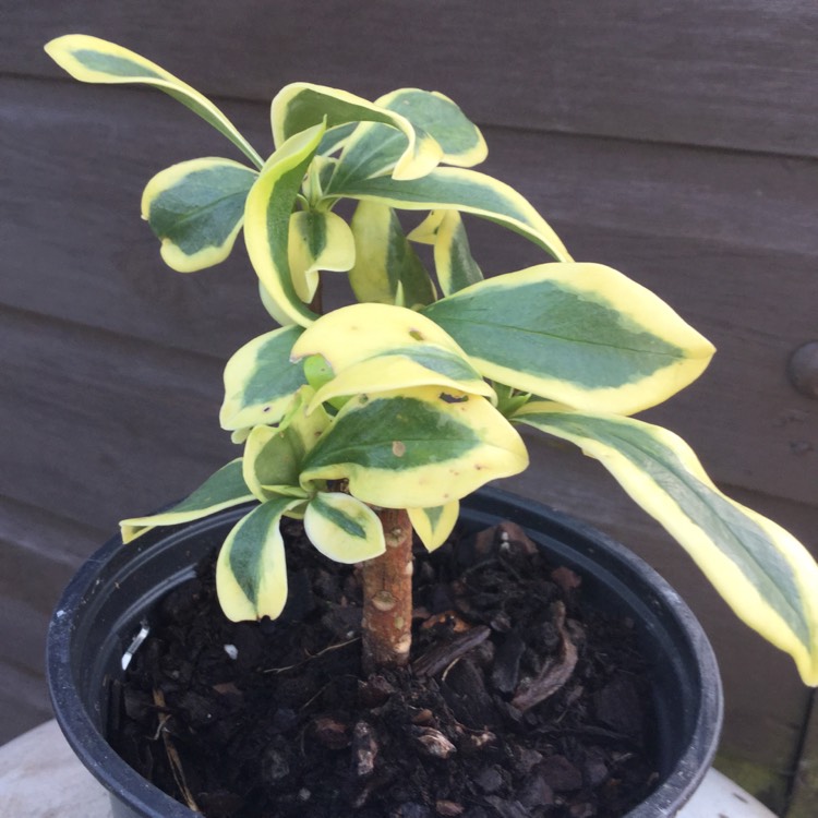 Plant image Daphne odora 'Rebecca'