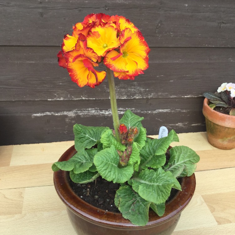 Plant image Primula Polyantha 'Fire dragon'