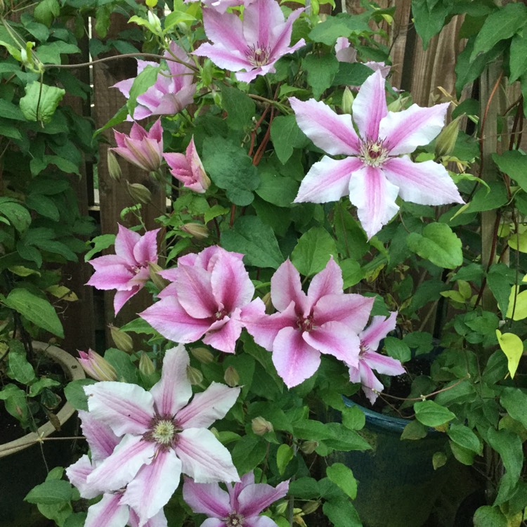 Plant image Clematis 'Ooh La La'™ evipo041