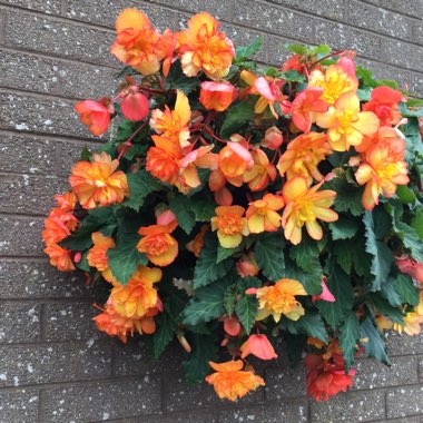 Begonia Super Cascade 'Apricot Shades'