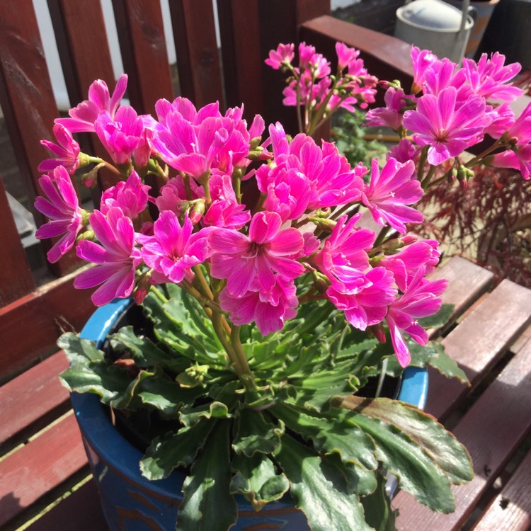 Plant image Lewisia cotyledon 'Sunset'