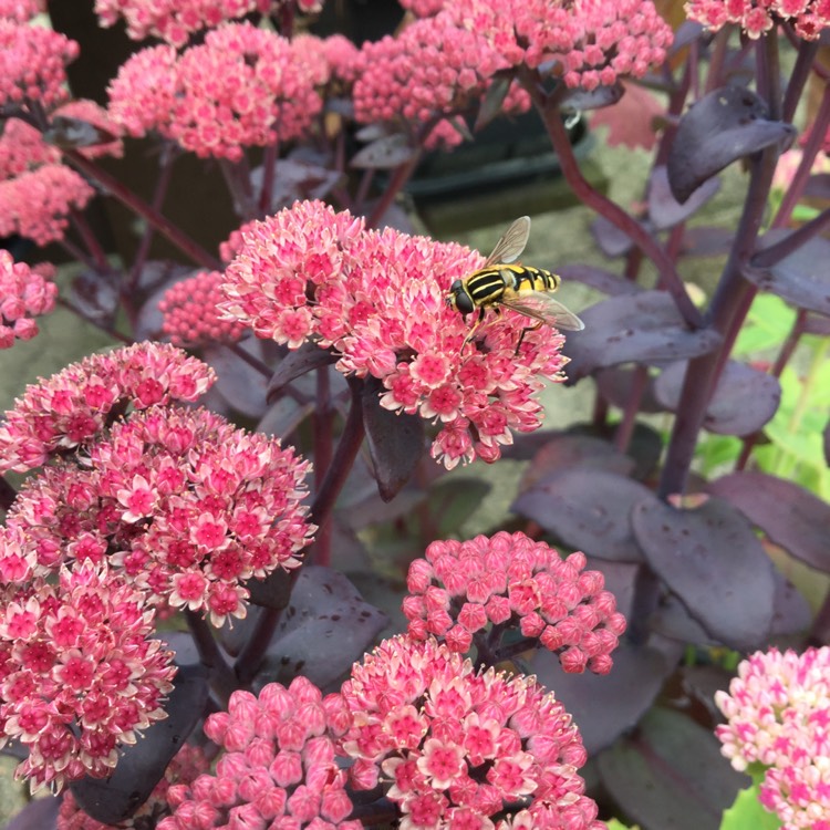 Plant image Sedum Telephium 'Xenox'