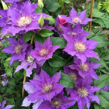 Clematis 'Bijou'