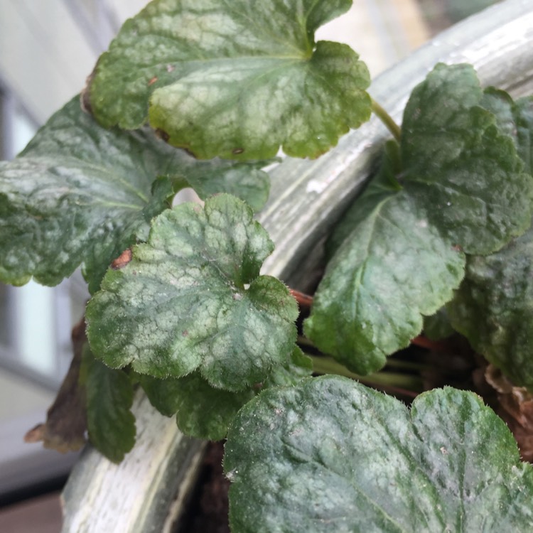 Plant image x Heucherella 'Viking Ship'