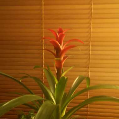 Guzmania