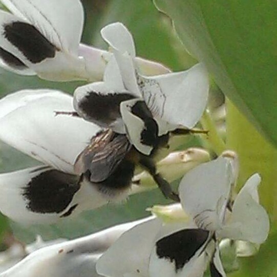 Broad Bean 'Aquadulce Claudia'