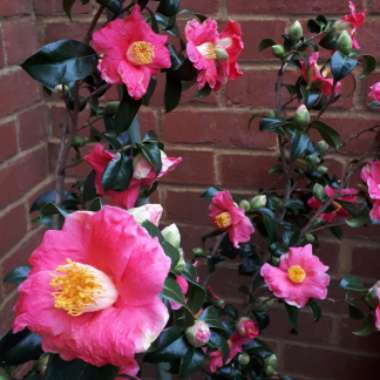 Camellia 'Bright Eyes'