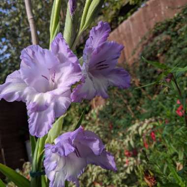 Gladioli 'Blue Ice '