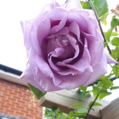 Rose 'Blue Moon' (Hybrid Tea)