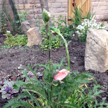 Oriental Poppy 'Princess Victoria Louise'